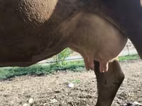 Sigir, Alatau zotі — 1-rasm