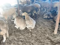 母羊, Sheep — 照片 5