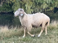 Qoç, Karakul sheep — foto 4