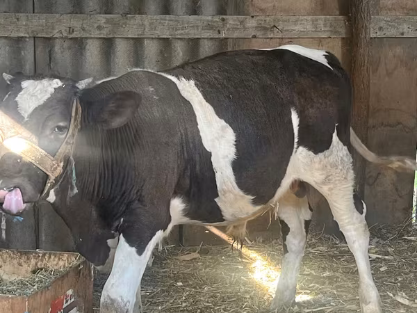 Bou, Rasa Holstein — Republica Moldova