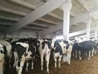 Vacă, Rasa Holstein — foto 6