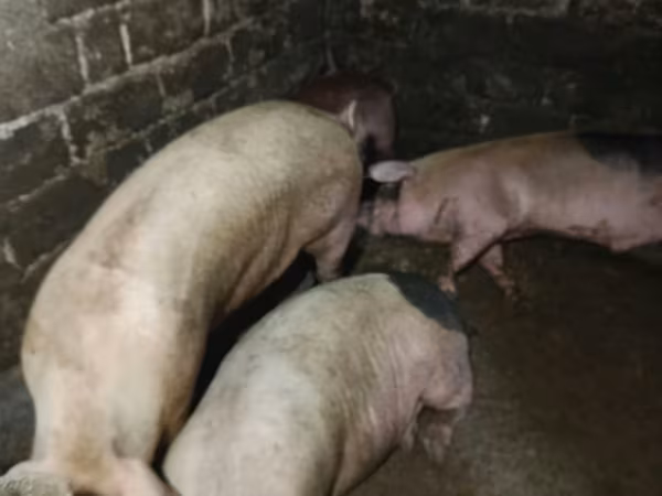 Vier, Porci — Republica Moldova