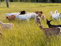 Goat, Goats — photo 1
