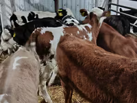 母牛, Limousin cow — 照片 7