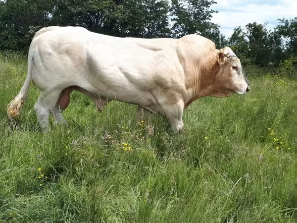 Toro, Blonde d’Aquitane cattle