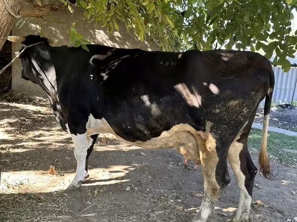 母牛, Holstein breed