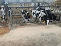 सांड, गोलस्टीन नस्ल — फ़ोटो 3