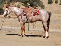 घोड़ा, National Show Horse — फ़ोटो 5
