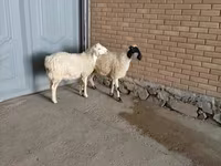 Țap, Capre — foto 4