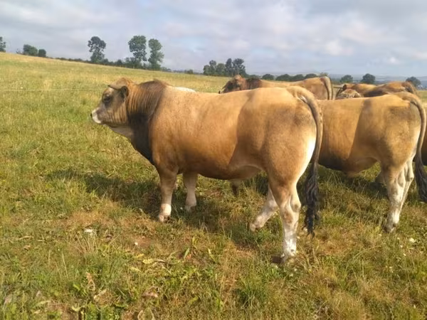 Bulle, Aubrac cattle
