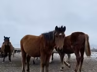 At, Arabian horse — foto 7