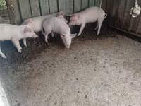 Eber, Schweine — Foto 2
