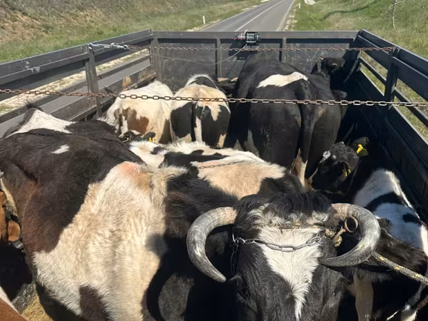 Bull, Cattle