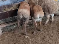 Schaf, West-Siberian mutton sheep — Foto 2