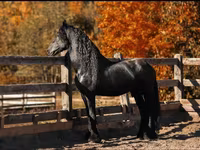 Caballo, Friesian — foto 4