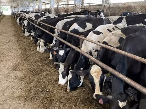 Sigir, Yaroslavl cattle