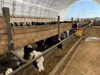 Kuh, Holstein-Rasse — Foto 1