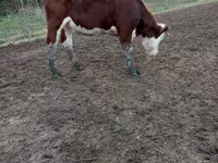 Vacă, Simmental cattle — foto 2