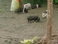 Scroafă, Вьетнамская вислобрюхая — foto 2