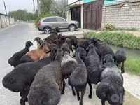 Bélier, Moutons — photo 1