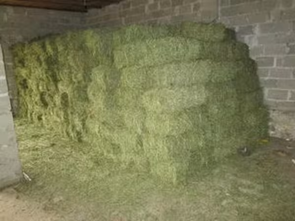 Tiucuri din iarba(fin): pret.50 lei buc.