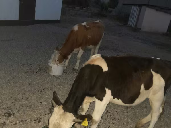 सांड, Swiss cattle