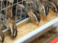 Quails — foto 3