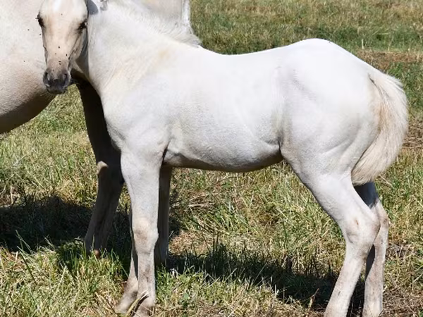 Madyan, Quarter Horse