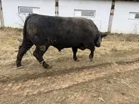 Touro, Aberdeen-Angus — foto 1