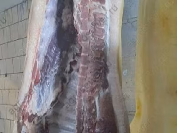 Boar, Pigs