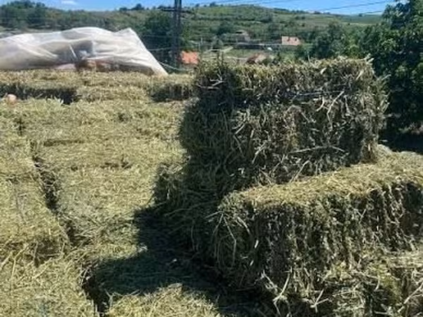 Продаем тюки эспарцета