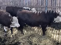 Vaca, Hereford — foto 1