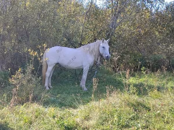 Iapă, Trakehner