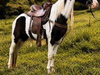 At, Appaloosa — foto 5