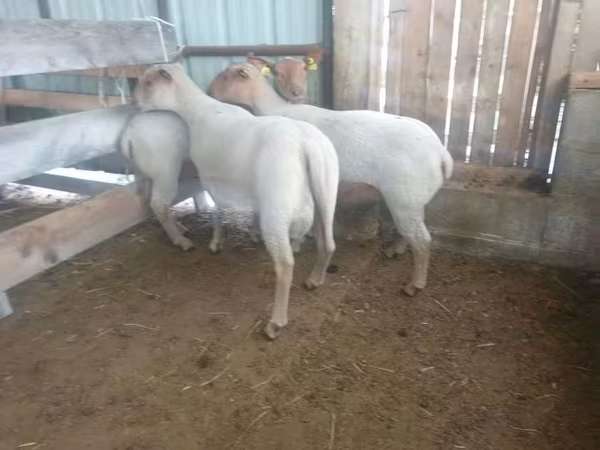 Oaie, Baerchuke sheep