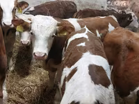 Taureau, Simmental cattle — photo 6
