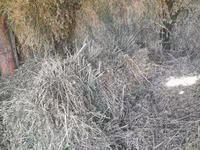 Lucernă buna — Foto 2