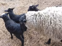 Carnero, Kuibyshev sheep — foto 6