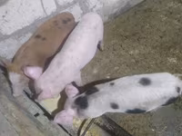Boar, Pigs — photo 4