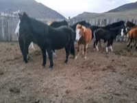 Caballo, Caballos — foto 4