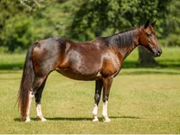 Mare, American paint horse — photo 8