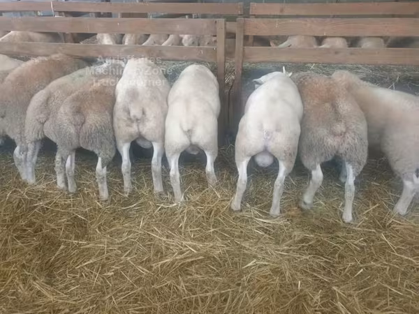 Oaie, Baerchuke sheep