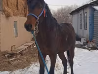 घोड़ा, Arabian horse — फ़ोटो 2
