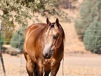 At, Quarter Horse — foto 4