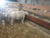 Oaie, Baerchuke sheep — foto 2