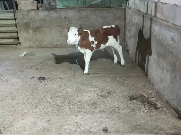 Bou, Simmental cattle