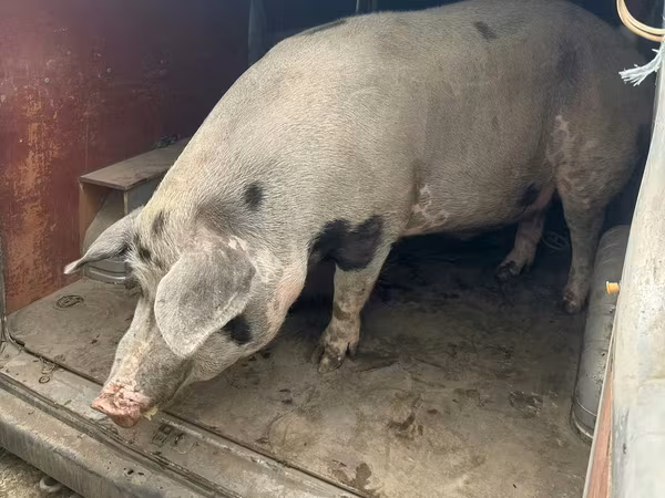 Eber, Schweine