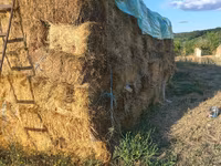 Продам сено луговое цена 40лей тюк есть и свини на продажу110 ,130 — الصورة 2