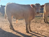 Bou, Charolais cattle — foto 5