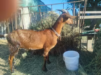 عنزة, LaMancha goats — الصورة 2